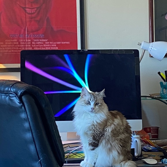 Curious Cat Lives Here - Picture 16 of 16